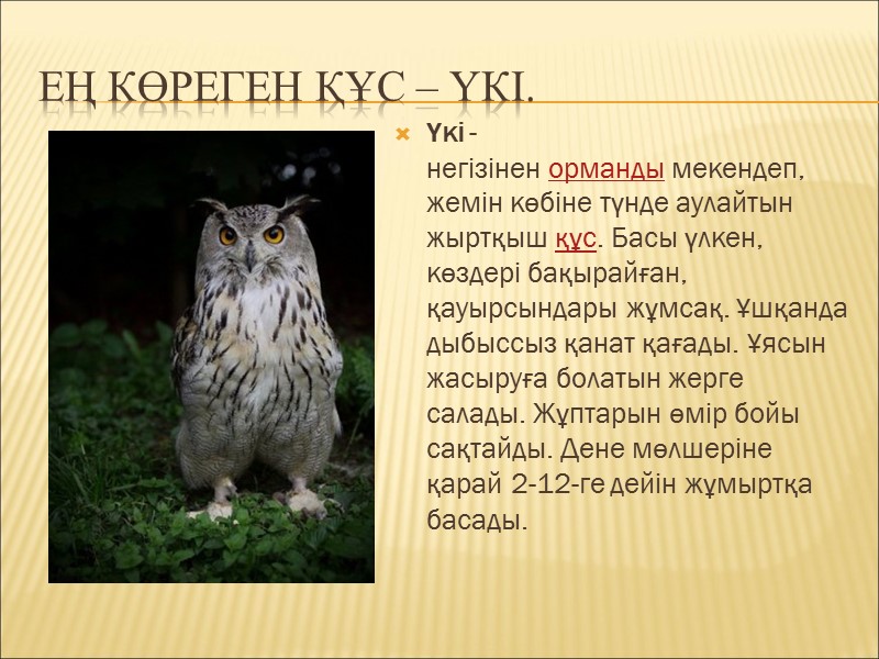 Ең көреген құс – үкі. Үкі - негізінен орманды мекендеп, жемін көбіне түнде аулайтын